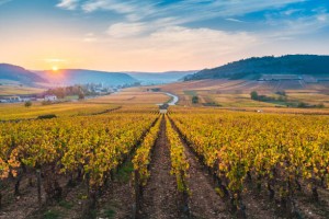 France, Bourgogne-Franche-Comte, Burgundy, Cote-d'Or, Cote de Beaune vineyards.